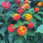 Lantana camaraफूल