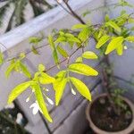 Wrightia religiosa Ліст