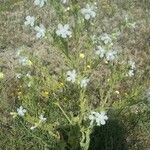 Omphalodes linifolia Blomst