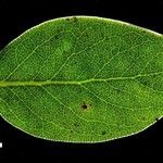 Arctostaphylos obispoensis Leaf