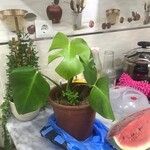 Monstera pittieri Ліст