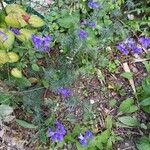 Delphinium ajacisFlower