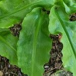 Scadoxus multiflorus পাতা