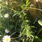 Erigeron karvinskianusFloare