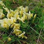 Cytisus decumbens Flor