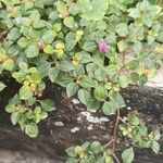 Dissotis rotundifolia পাতা