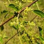 Helinus integrifolius 花