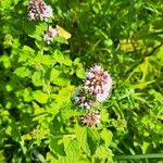 Mentha aquaticaÕis