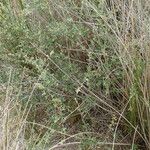 Salix repens Συνήθη χαρακτηριστικά