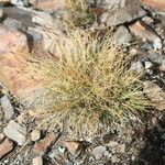 Carex filifolia Hàbitat