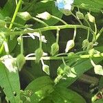 Myosotis scorpioides Fruit