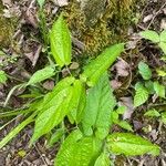 Aristolochia serpentaria Elinympäristö