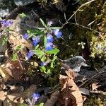 Collinsia parviflora Žiedas