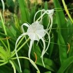 Hymenocallis littoralis Virág