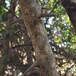 Canthium armatum बार्क (छाल)