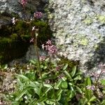 Valeriana celtica Habit