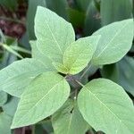 Physalis longifolia Leaf