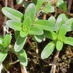 Thymus serpyllum Leaf