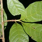 Coccoloba porphyrostachys 葉