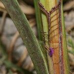 Carex hispida Egyéb