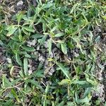 Veronica austriaca Leaf