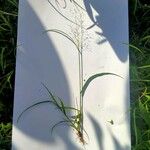 Eragrostis unioloides Folla