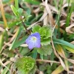 Veronica politaFlower