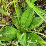 Ledebouria revoluta Leaf