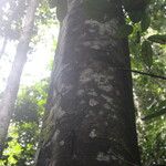 Cyrtogonone argentea Rinde