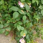 Rosa rubiginosa 花