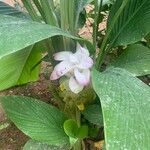 Curcuma aromatica Floro
