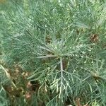 Artemisia alba Likasa