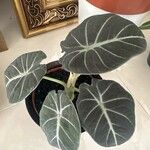 Alocasia reginula Leaf