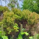 Erica azorica Fuelha