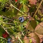 Rubus caesiusFruit