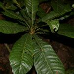 Pouteria congestifolia Blodyn
