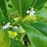 Scaevola taccada Bloem