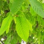 Carpinus betulusLehti