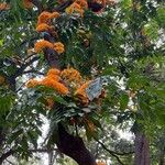 Saraca thaipingensis പുഷ്പം