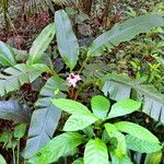 Musa velutina Hábito
