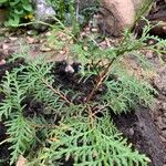 Thuja occidentalis Blatt