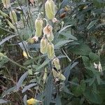 Crotalaria juncea Ffrwyth