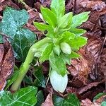 Helleborus odorusBlatt