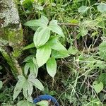 Dioscorea trifida Plante entière