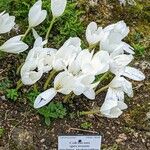 Colchicum speciosum Plante entière