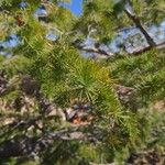 Pinus banksiana Folha