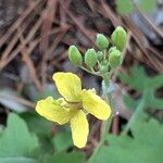 Brassica fruticulosa