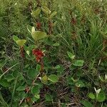 Cotoneaster nebrodensis Habit