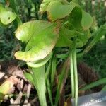 Sarracenia flava Folha