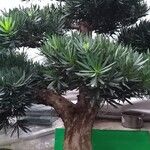 Podocarpus macrophyllus Levél